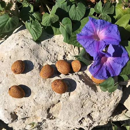 Venkovský dům Borgo *