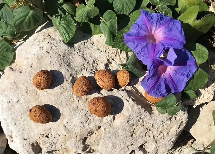 Casa di campagna Borgo *